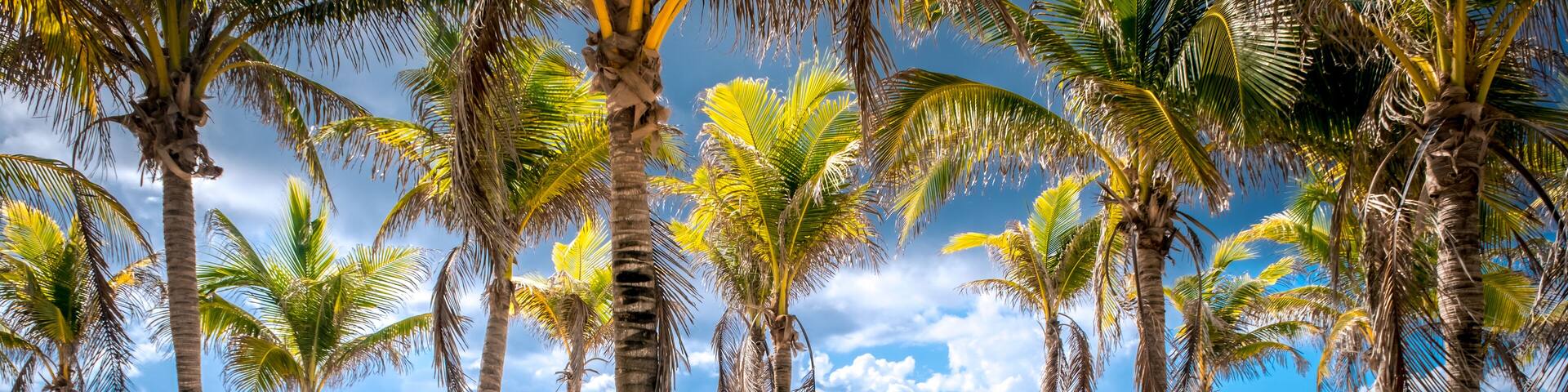 A beach with palm trees and a clear blue sky.