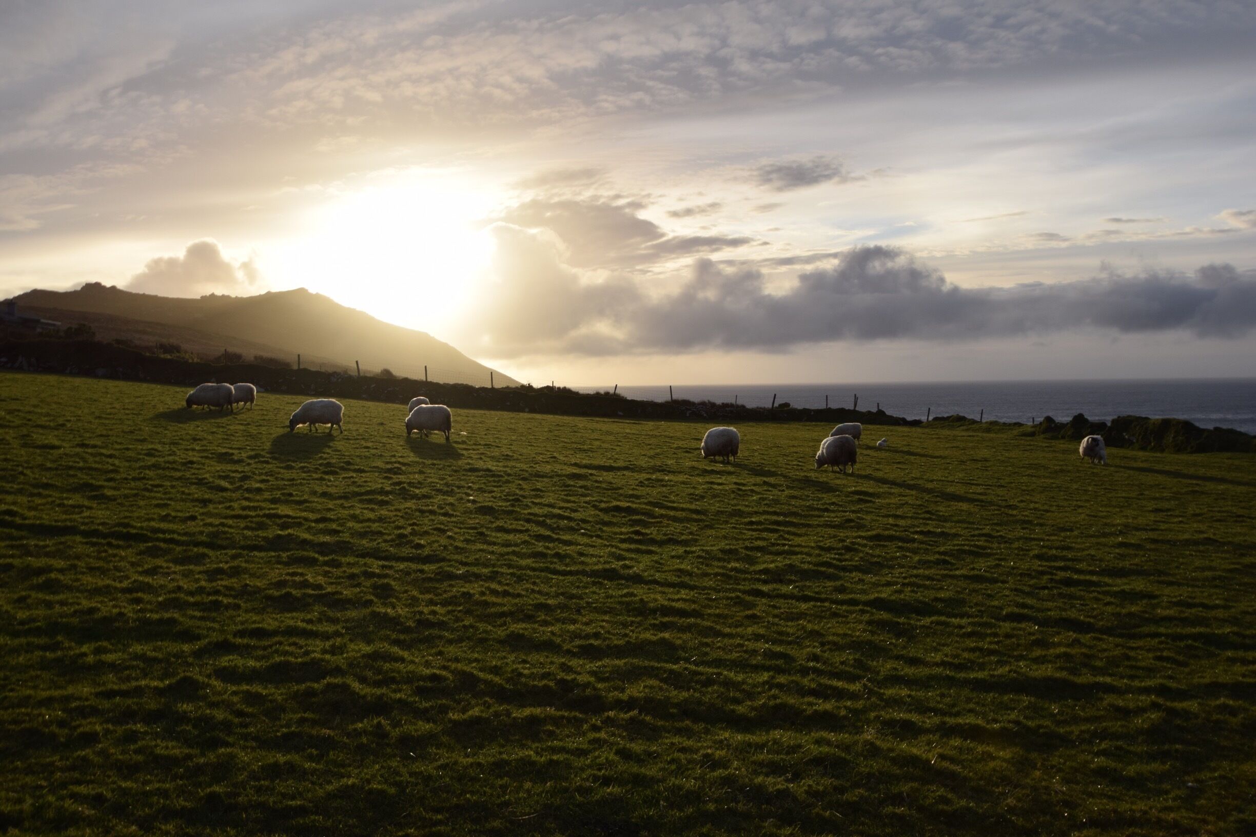 Dingle Sheep at sunset in the backyard of our stone cottage rental. #Dingle #Ireland #Green