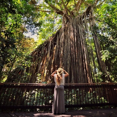 The Curtain Fig Tree is one of my favorite spots in Australia - to me it looks like something straight from Fern Gully. Don't miss it if you're up in the Atherton Tablelands
