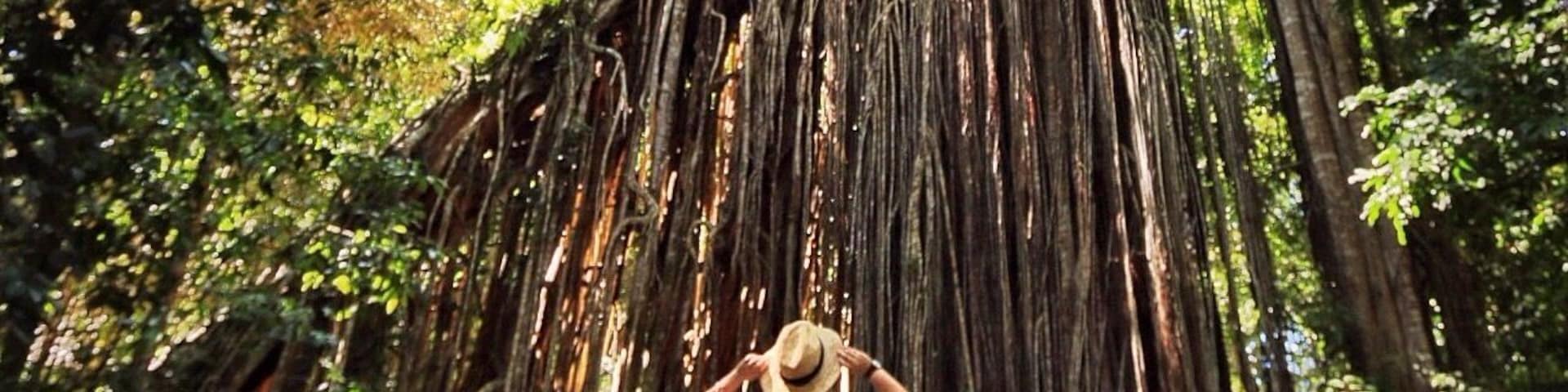 The Curtain Fig Tree is one of my favorite spots in Australia - to me it looks like something straight from Fern Gully. Don't miss it if you're up in the Atherton Tablelands