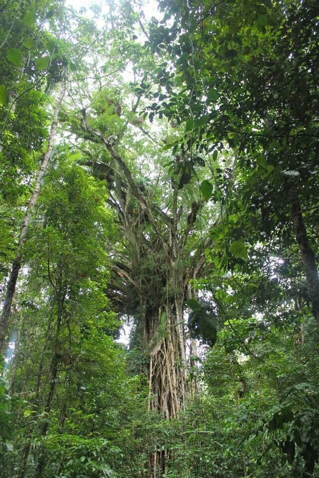 The oldest tree in OZ. The photo cannot describe how large it is. Hidden away in the Tablelands rainforest, it is worth the trip.