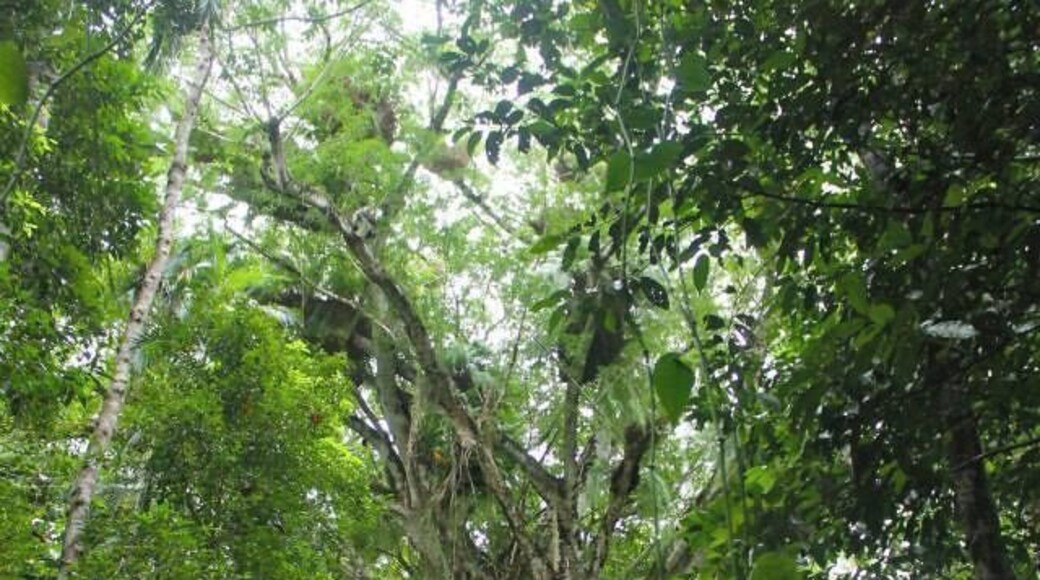 The oldest tree in OZ. The photo cannot describe how large it is. Hidden away in the Tablelands rainforest, it is worth the trip.