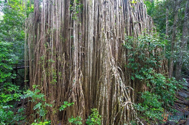 The impressive "Curtain Fig Tree" at Yungaburra in the Atherton Tablelands of North Queensland. It has aerial roots which drop 15 metres to the ground. Cool huh?
