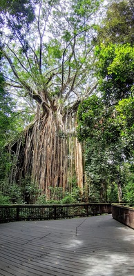 #Nature They call this the Curtain Fig Tree. Originally there were two trees here until a seed became lodged on a branch at the top (tree on the left). Over time this seed developed roots that went all the way down to the ground along the side of the tree and now having soil it developed more roots which wrapped around the original tree (host tree on the left currently at 45 degrees). This tree eventually fell over to it's right and landed into another tree creating the 45 degree angle you can now see. Over time vertical roots grew down to the soil. This is what caused the 'Curtain' effect. Currently only stands one tree (pictured). The two other trees have rotted away leaving this curtain fig tree in it's formation.