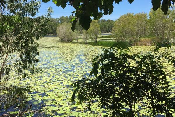 It was a hot day as we strolled through the wetlands but the sites were amazing! We saw several types of tropical birds and a water snake!