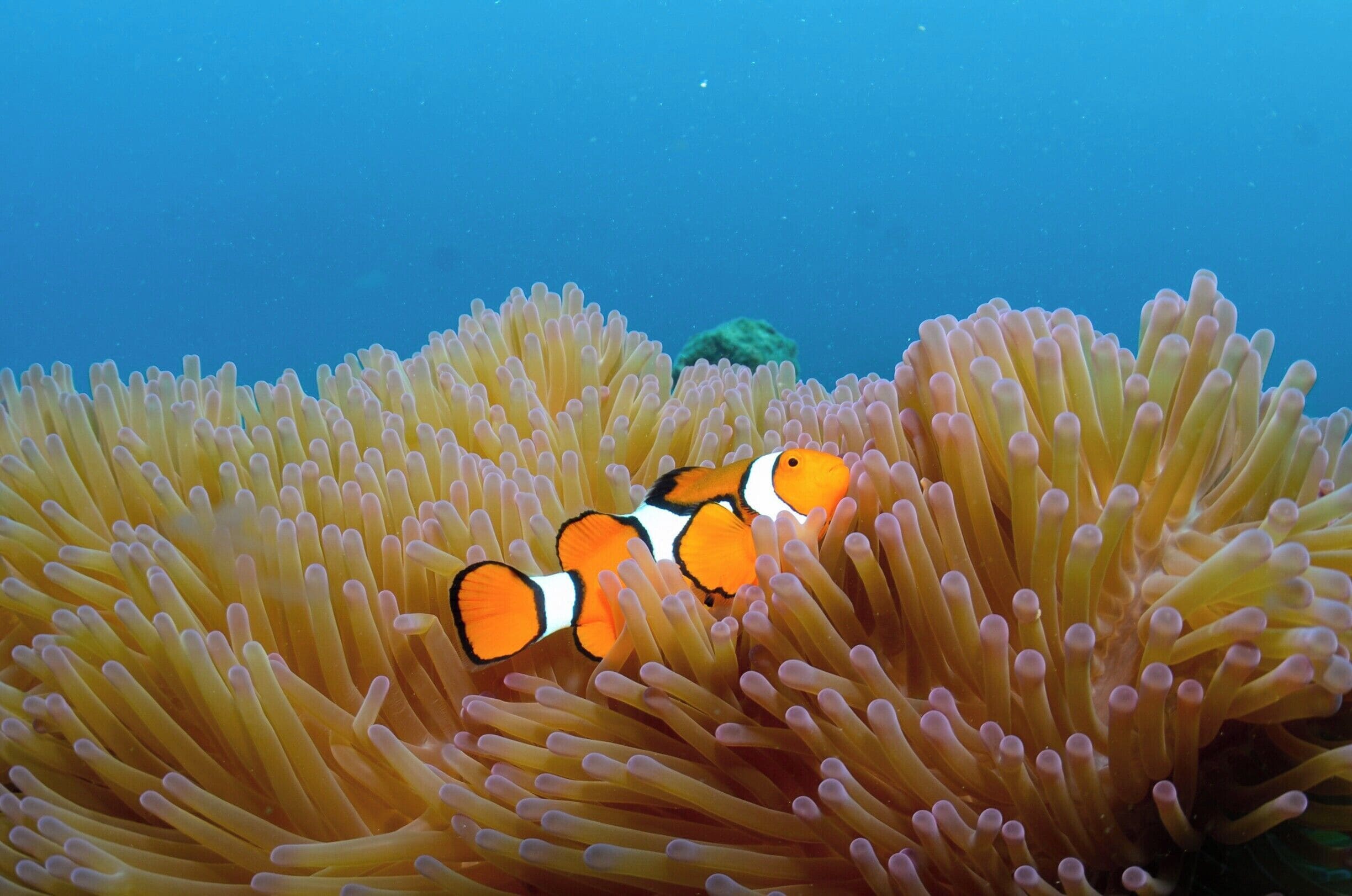 A clownfish swimming among sea anemones.
