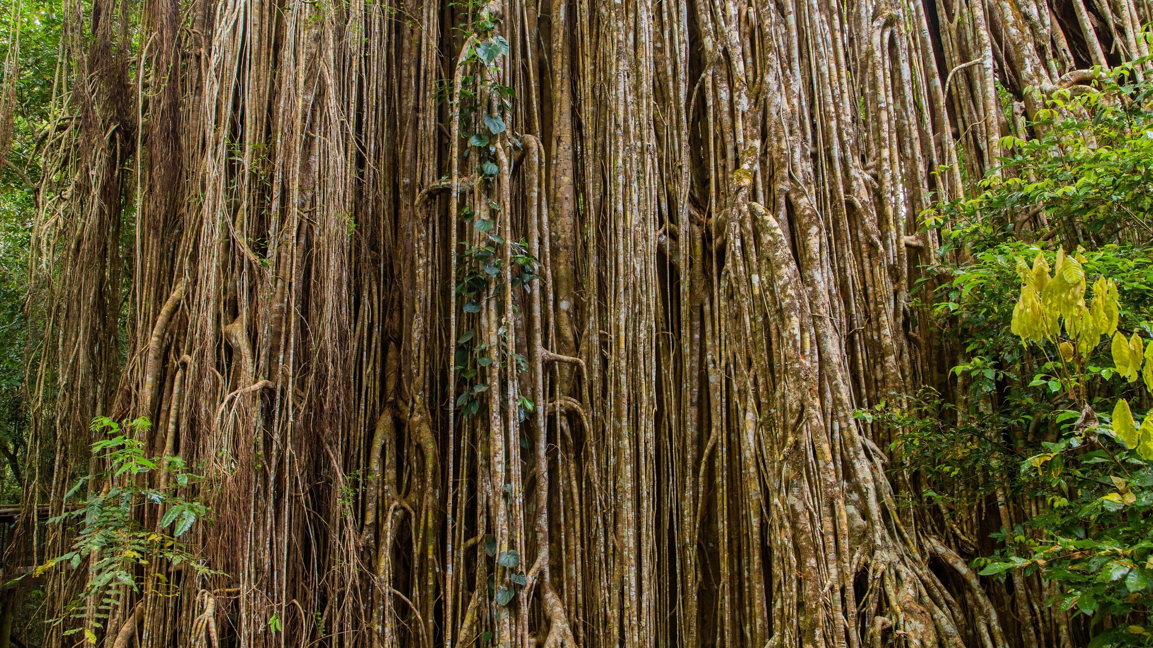Curtain Fig National Park which includes rainforest