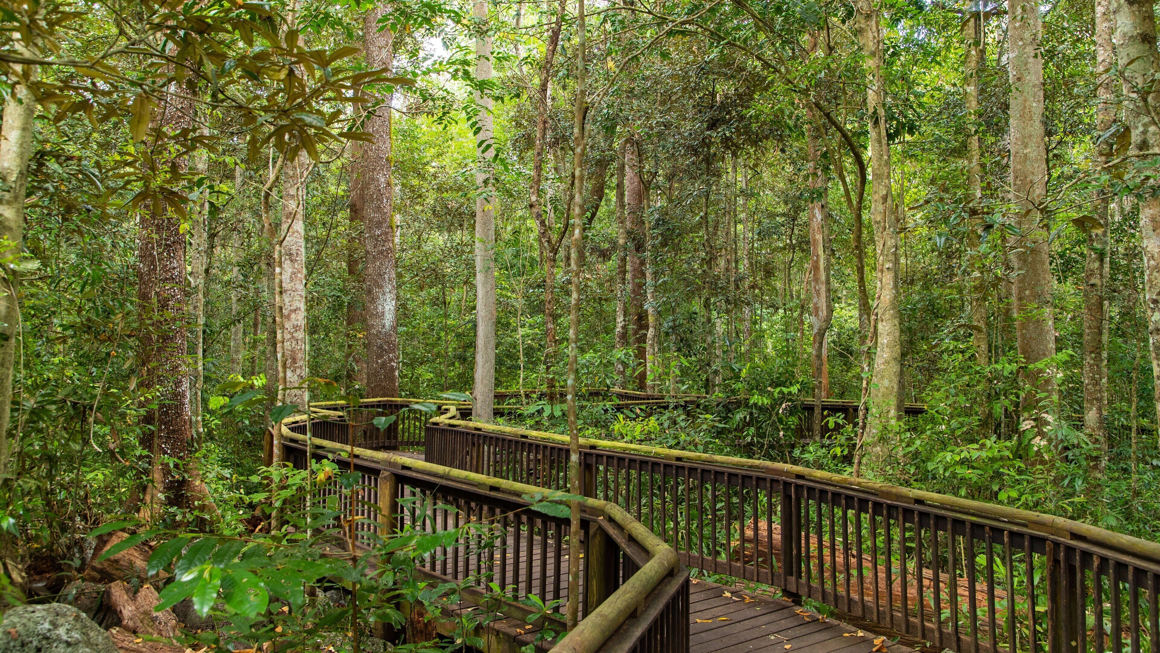 Curtain Fig National Park showing forest scenes