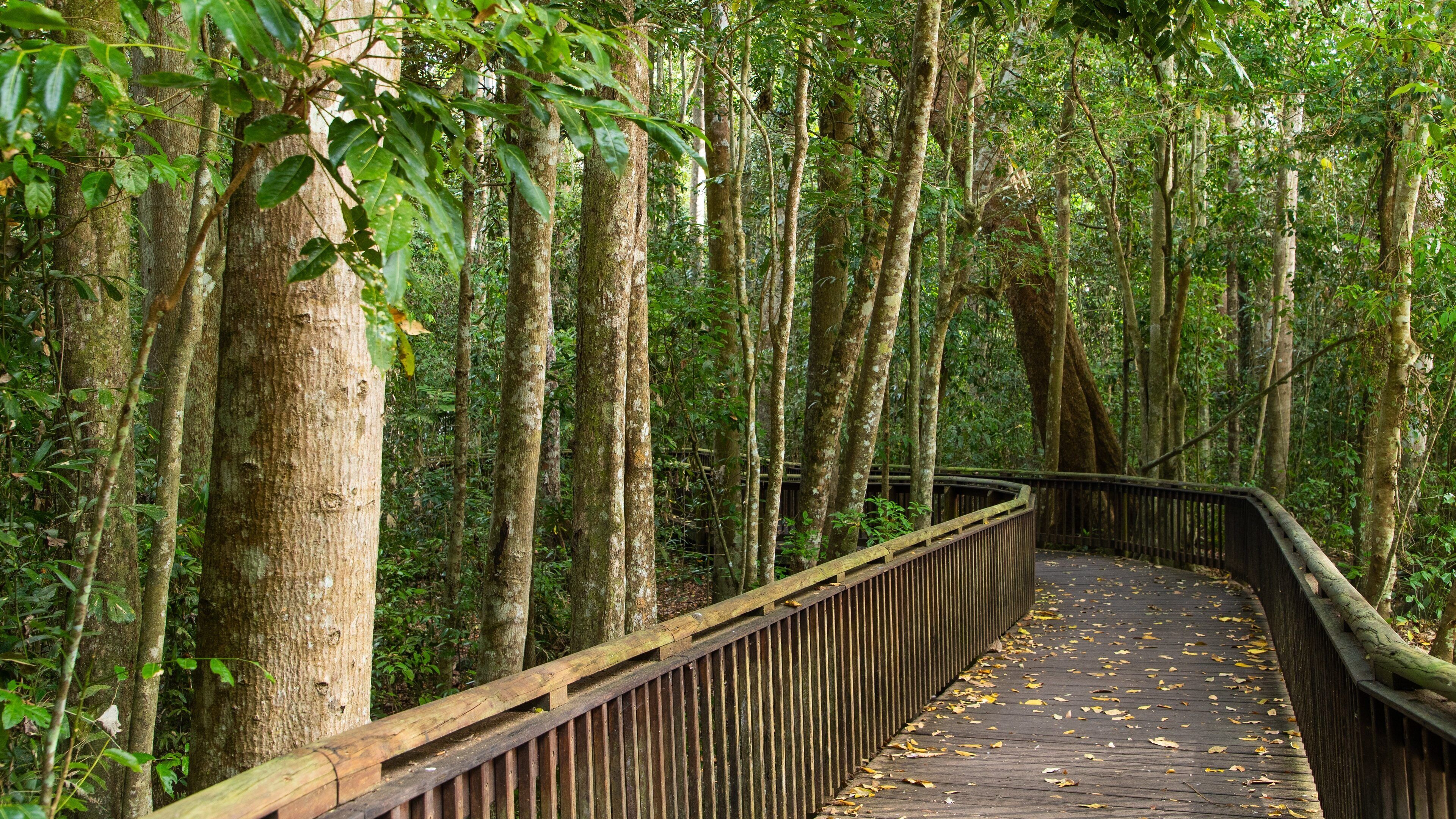 Curtain Fig National Park which includes forest scenes