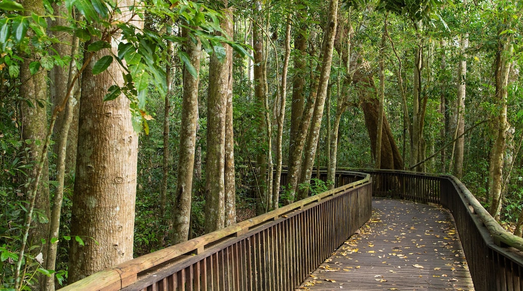 Curtain Fig National Park which includes forest scenes