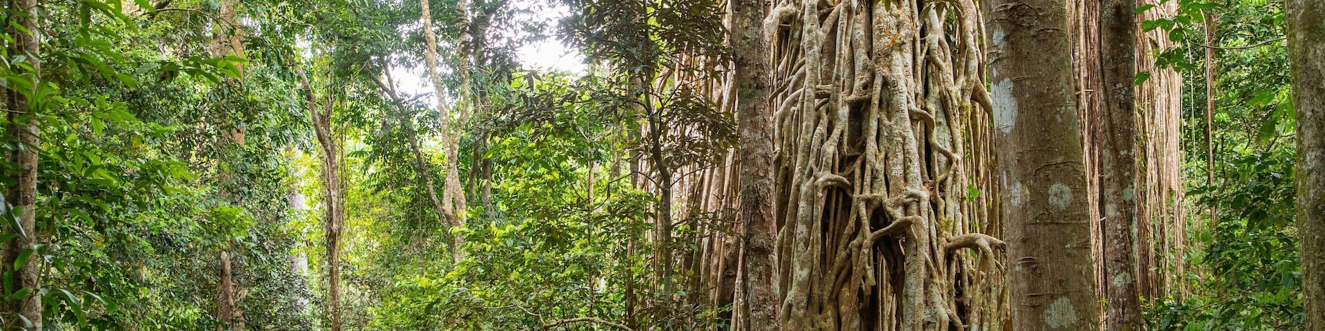 Curtain Fig National Park featuring forest scenes