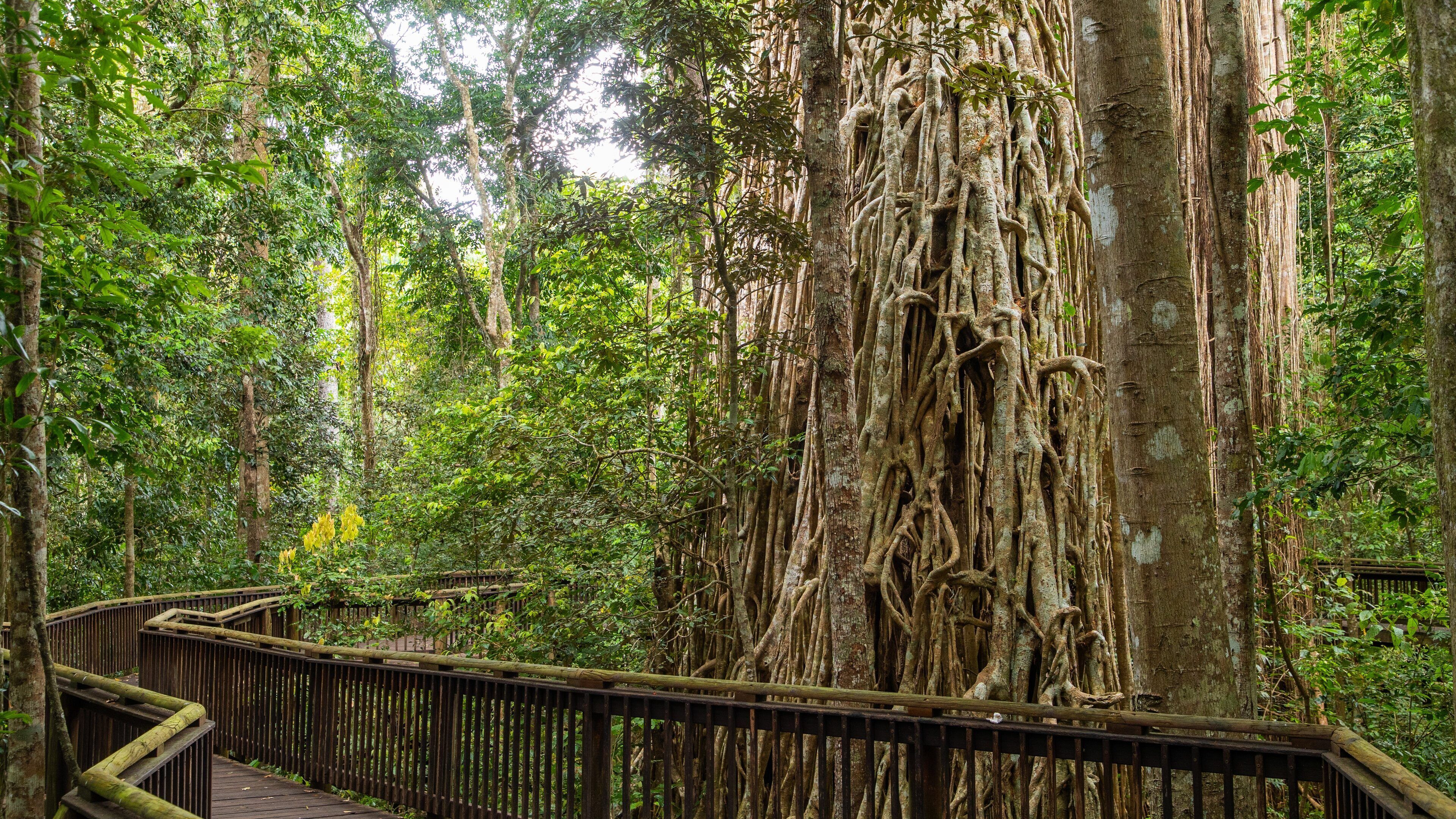 A forest with a large tree featuring extensive roots and a wooden walkway.