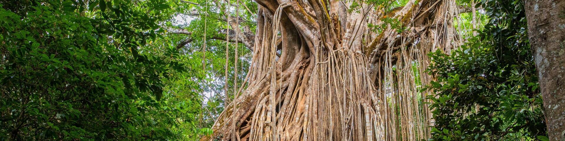 Curtain Fig National Park showing forest scenes and a park