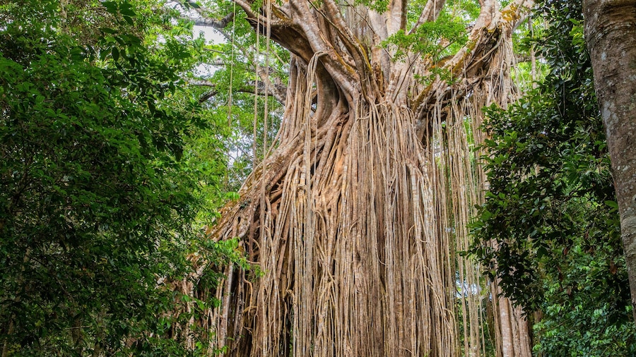 Curtain Fig National Park showing forest scenes and a park