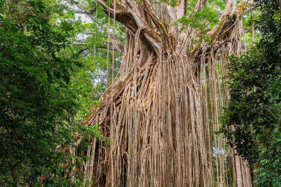 Un grand arbre aux racines profondes et au feuillage dense.