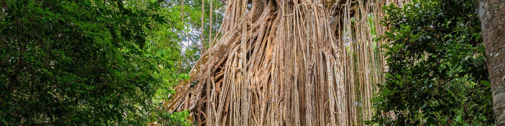 Curtain Fig National Park showing forest scenes and a park