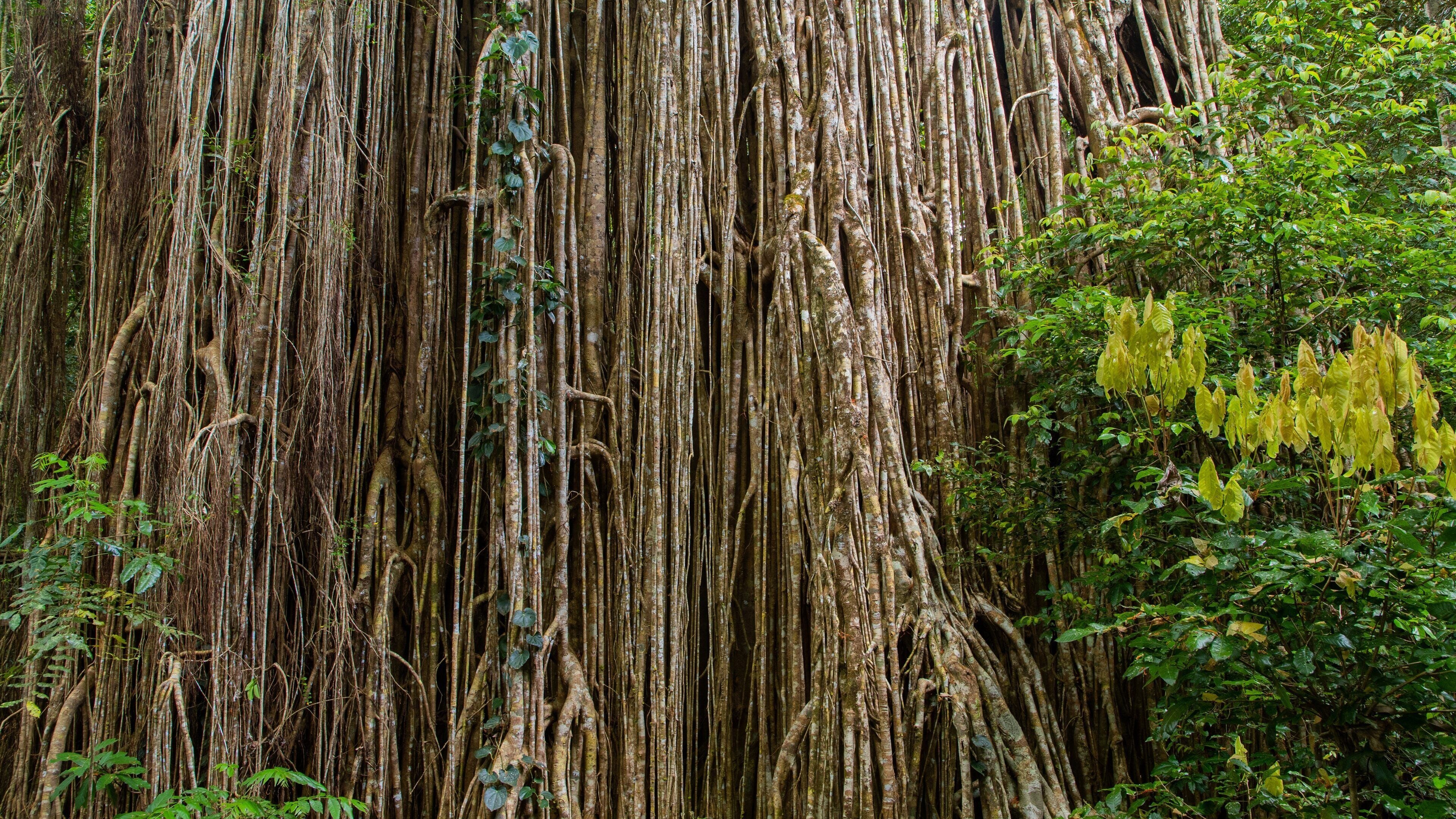 Curtain Fig National Park showing rainforest