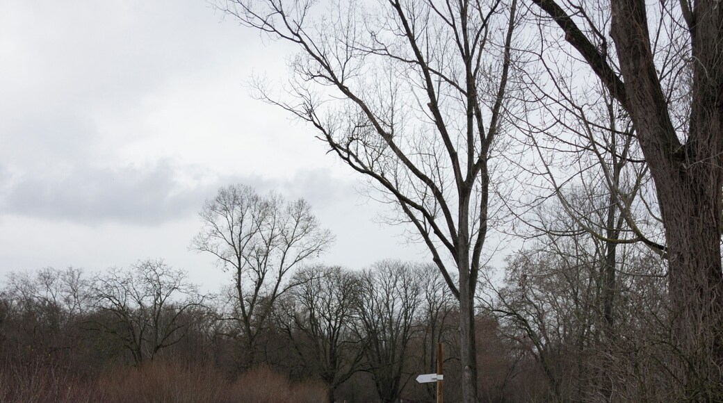 Villeurbanne - Parc de la Feyssine - Platelage bois