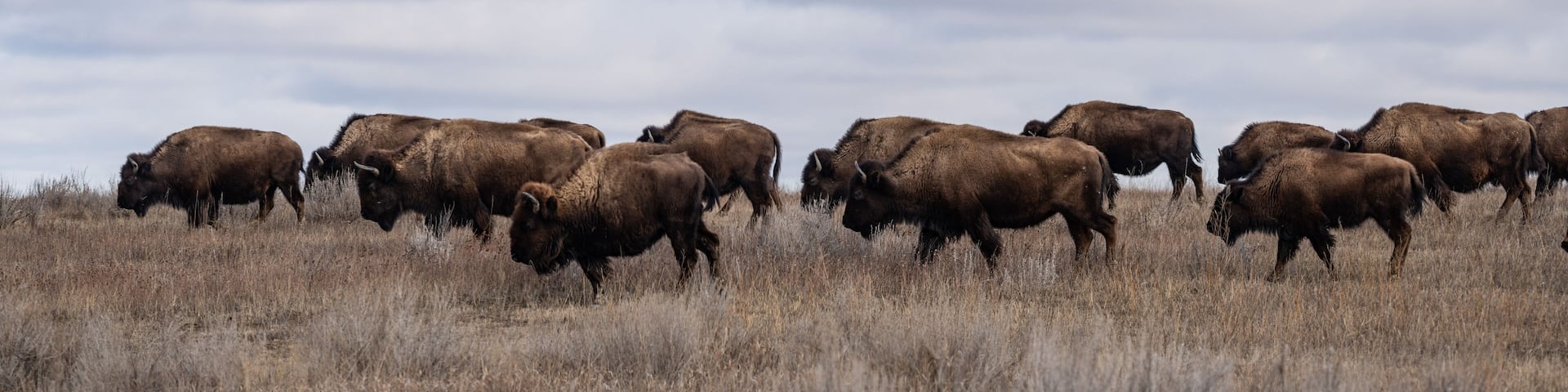 Panorama of a herd of American Bison grazing on the prairie of Theodore Roosevelt National Park in spring