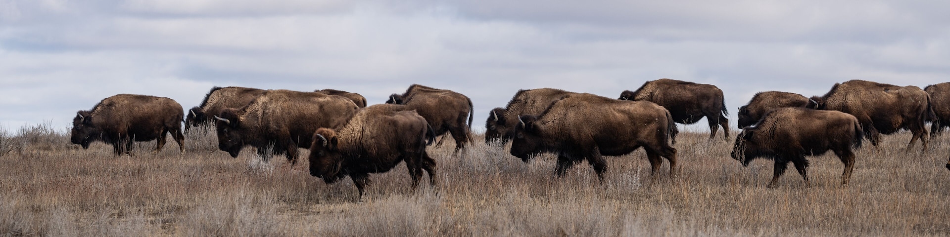 A herd of bison grazing in a dry grassland.