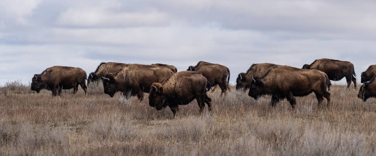 A herd of bison grazing in a dry grassland.