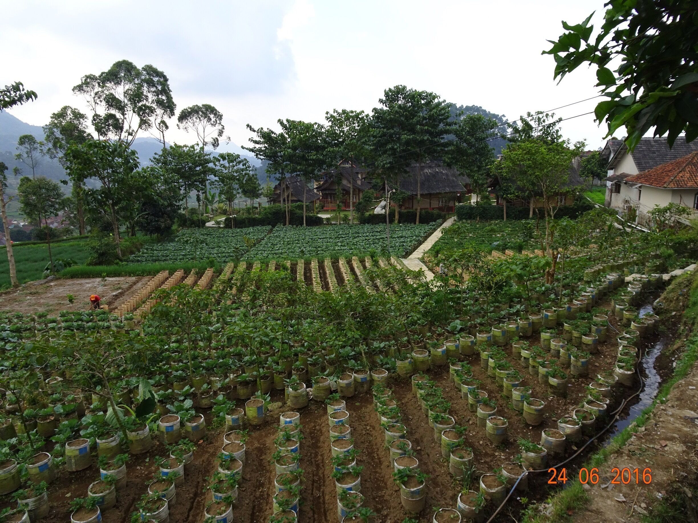 This look like a new tourist industry. The farms are open to the public. You pick your strawberries and charged according to weight.