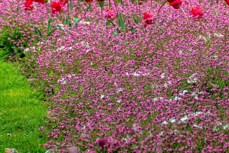Un camp de tulipes vermelles i flors rosades.
