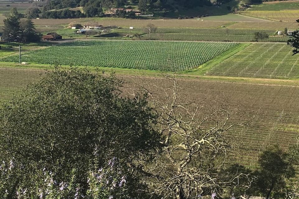 Un vignoble avec des rangées de vignes, une colline parsemée d’arbres et, au loin, une chaîne de montagnes.