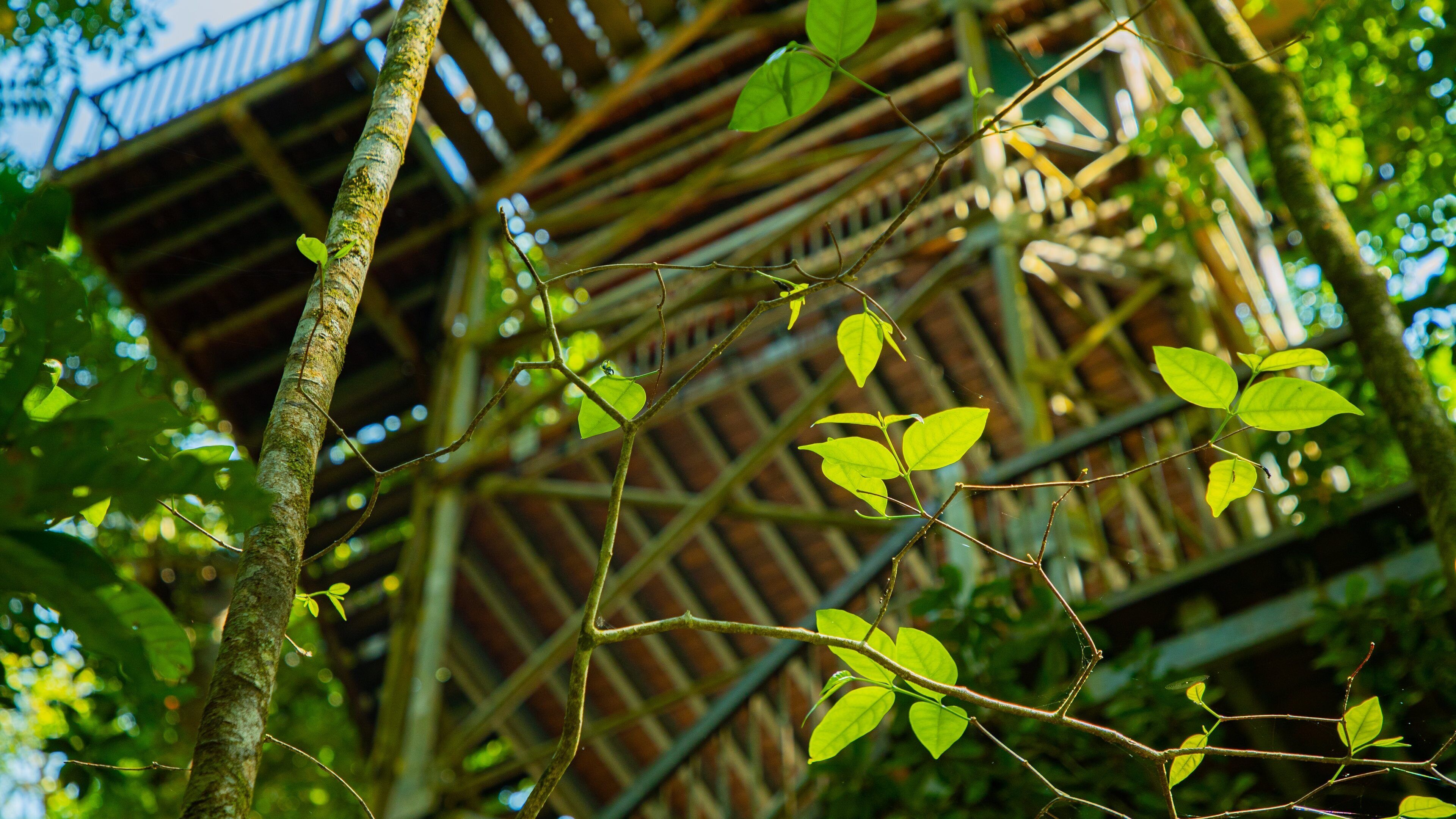 Daintree Discovery Centre