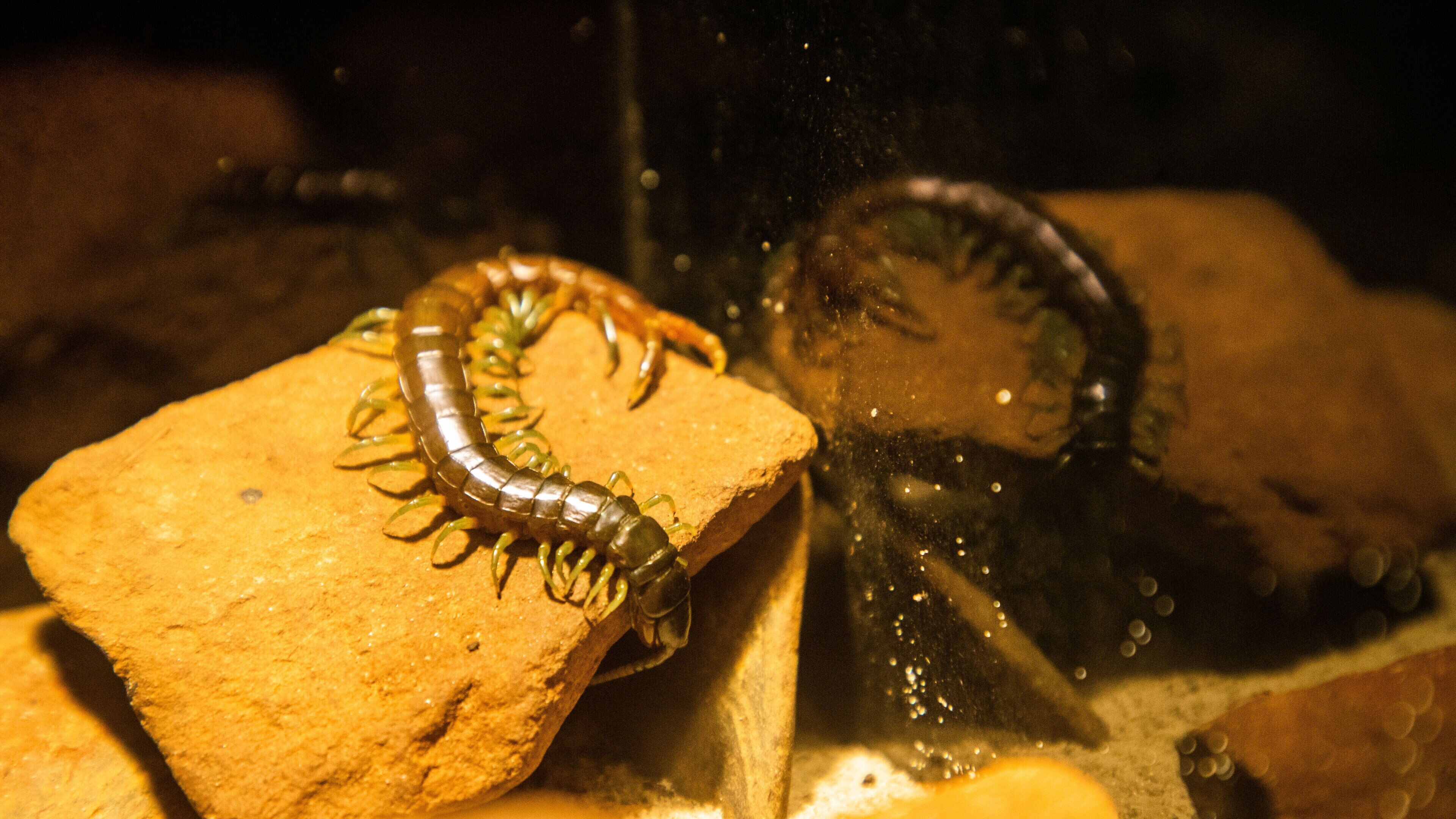 Daintree Discovery Centre