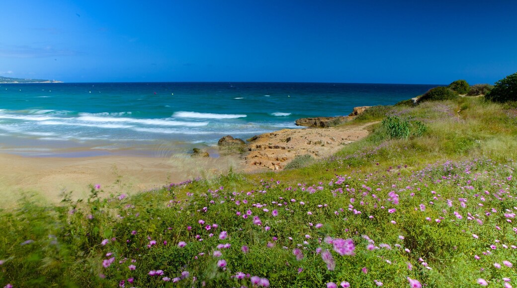 L\'Arrabassada Beach which includes a beach and wild flowers