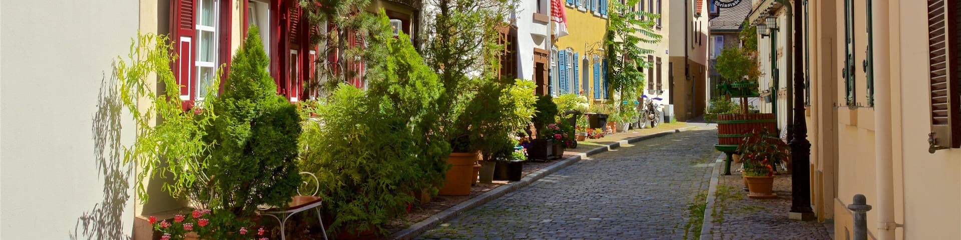 Hoechst showing flowers