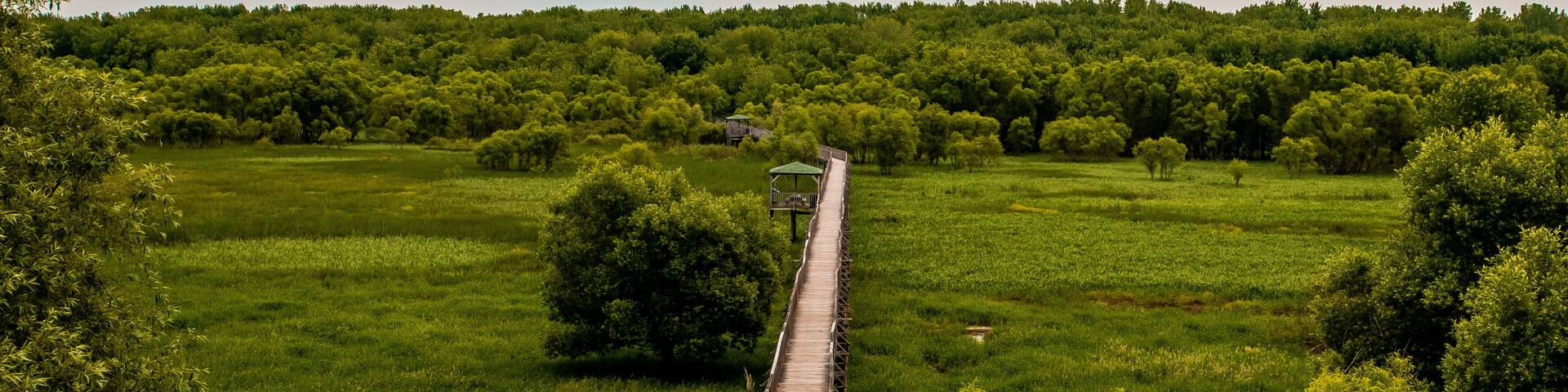 Footbridge in the wild nature