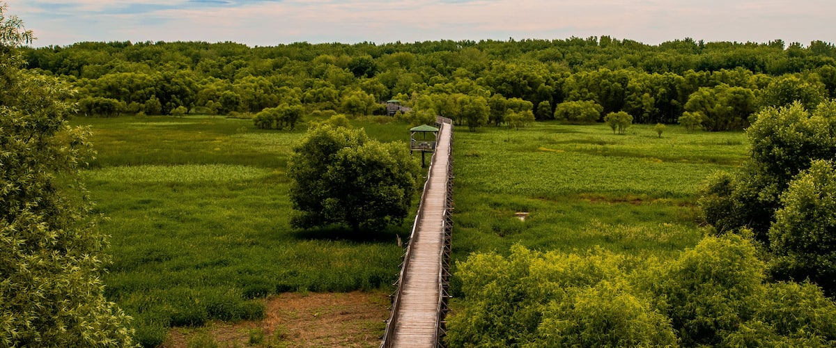 A wooden boardwalk through a lush green landscape with dense trees and a clear sky.