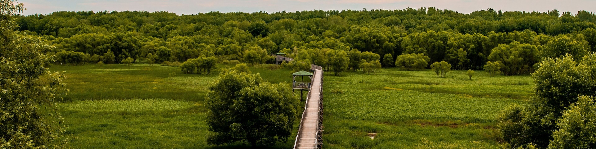 A wooden boardwalk through a lush green landscape with dense trees and a clear sky.