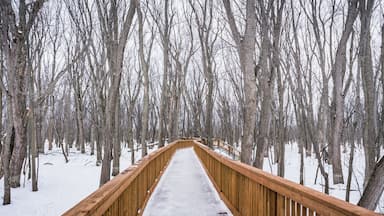 A wooden boardwalk through a snowy forest.
