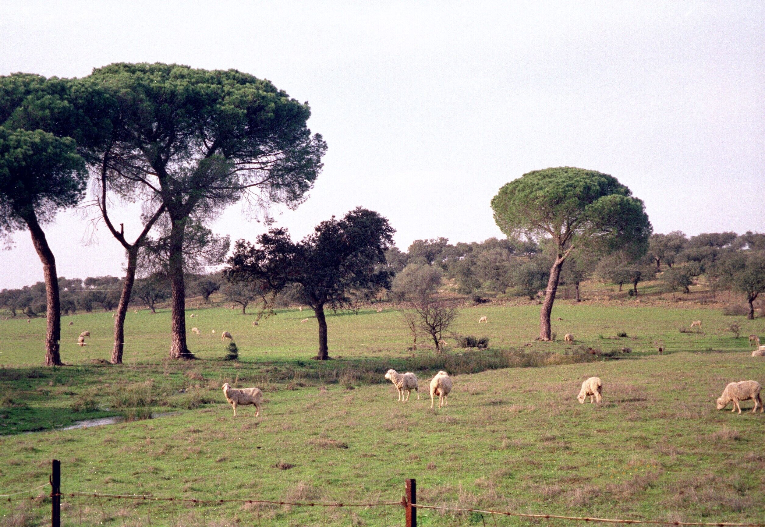 Flock of sheep nearby San Silvestre de Guzmán