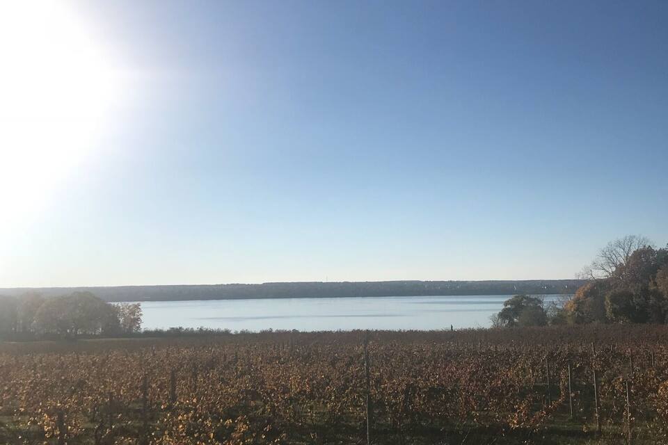 A vineyard with rows of grapevines under a clear sky.