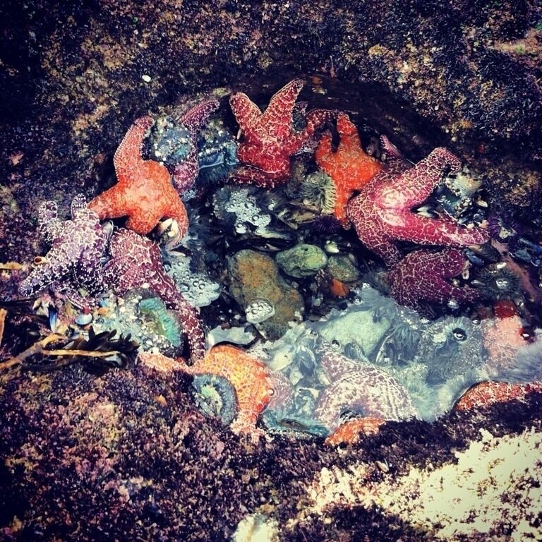 Crystal cove state beach is the home to many fascinating sea creatures. During low tide, head anywhere off in the rocks and you'll find these little guys among many more birds, shells and crabs. Make sure to be respectful and leave them be! 