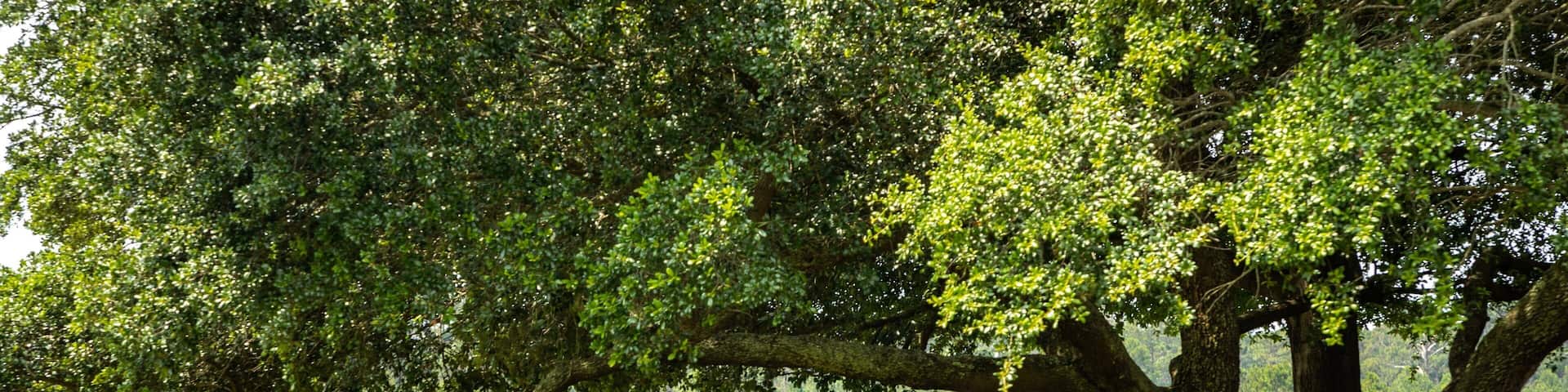 Grand Dunes Golf Course showing golf