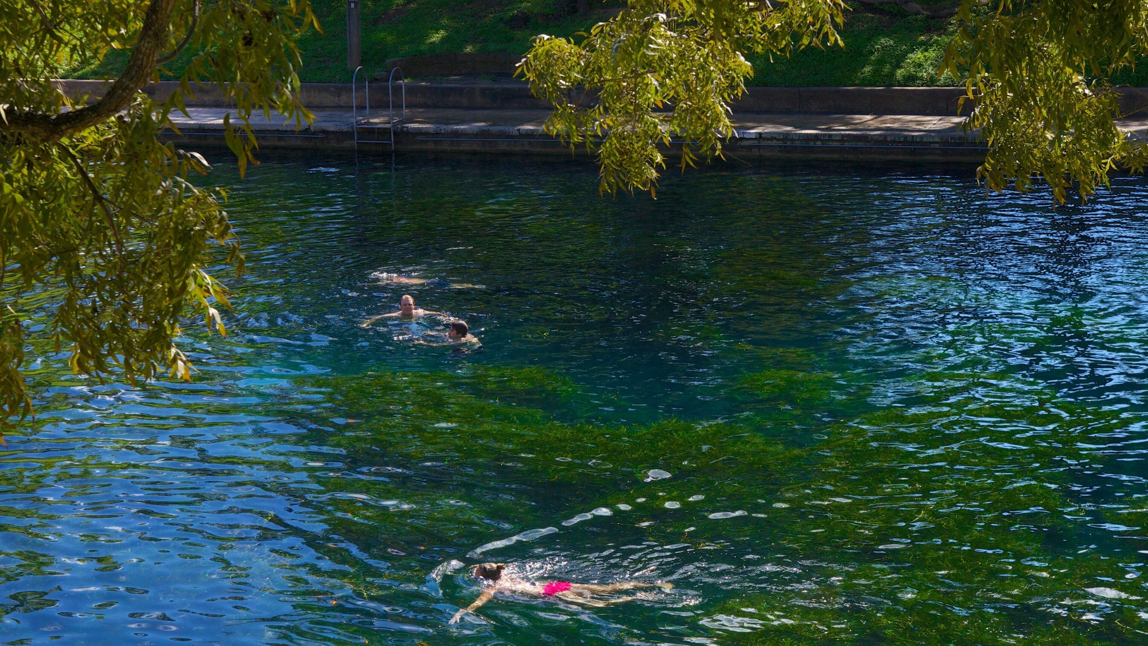 A swimming pool with two people swimming and a tree in the foreground.