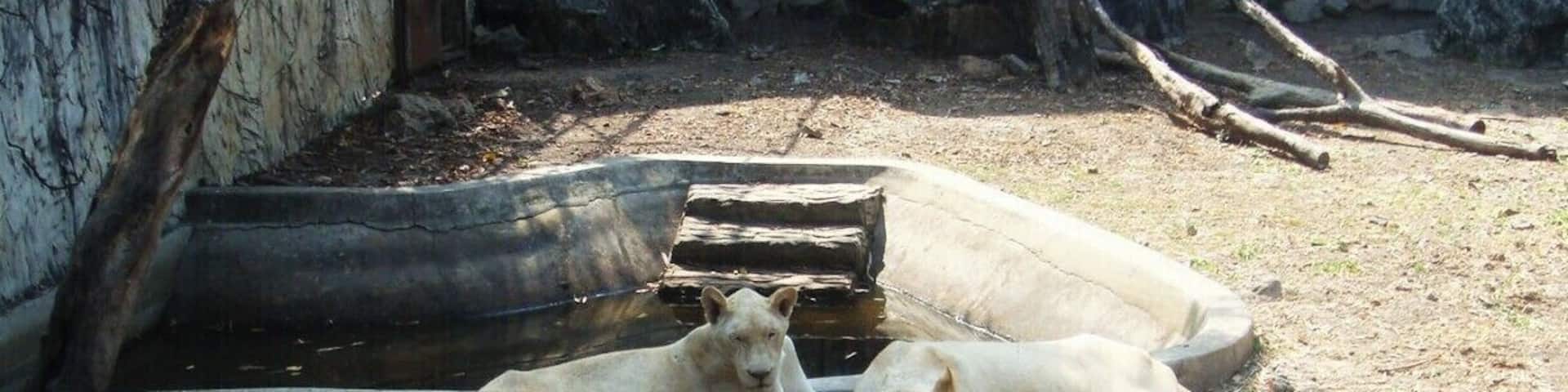 Albion lions in Samutprakarn Crocodile Farm.