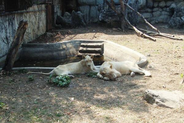 Albion lions in Samutprakarn Crocodile Farm.