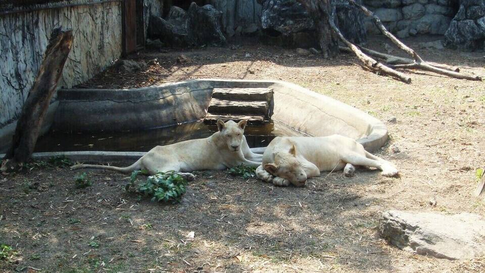 Albion lions in Samutprakarn Crocodile Farm.