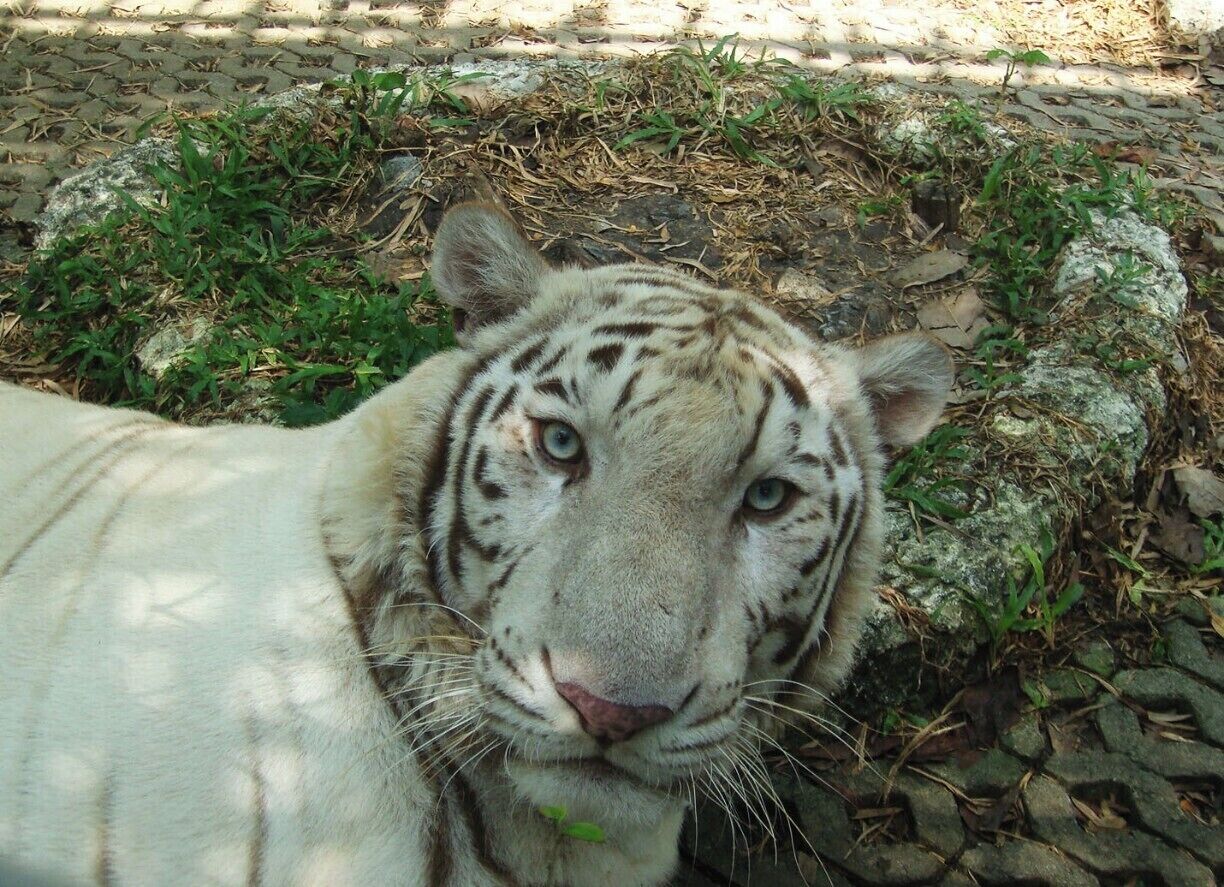 close-up of an albino bengal tiger. Proud looking nice eyes. 