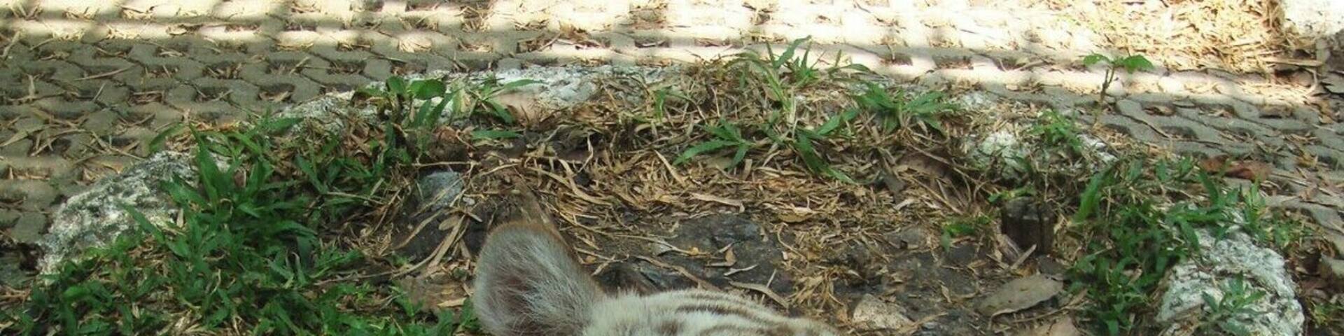 close-up of an albino bengal tiger. Proud looking nice eyes.