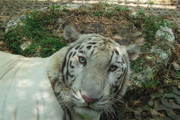 close-up of an albino bengal tiger. Proud looking nice eyes.