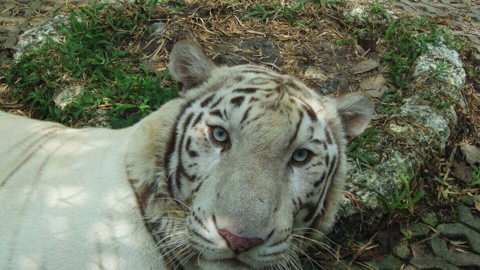 close-up of an albino bengal tiger. Proud looking nice eyes.