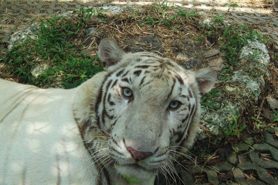 A white tiger in a naturalistic enclosure with rocks and sparse vegetation.