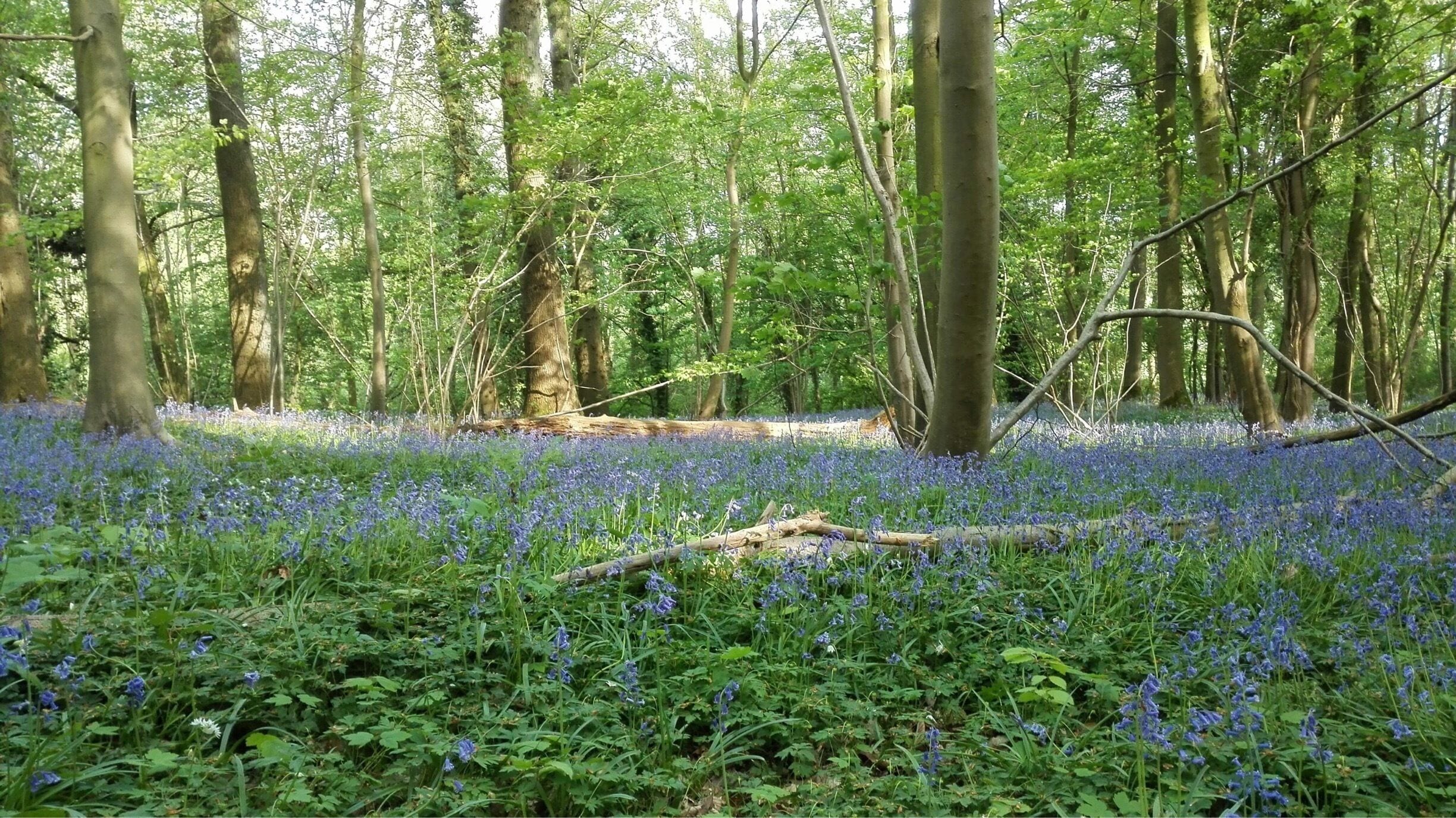 A forest with a carpet of bluebells and tall trees.